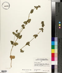 Stachys arvensis image