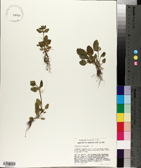 Stachys arvensis image
