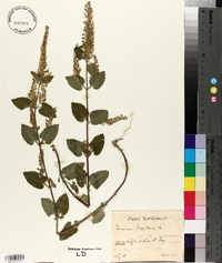 Teucrium scorodonia image