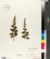 Teucrium scorodonia image