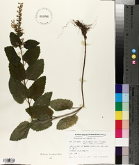 Teucrium scorodonia image