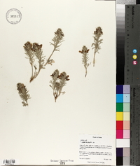 Teucrium laciniatum image