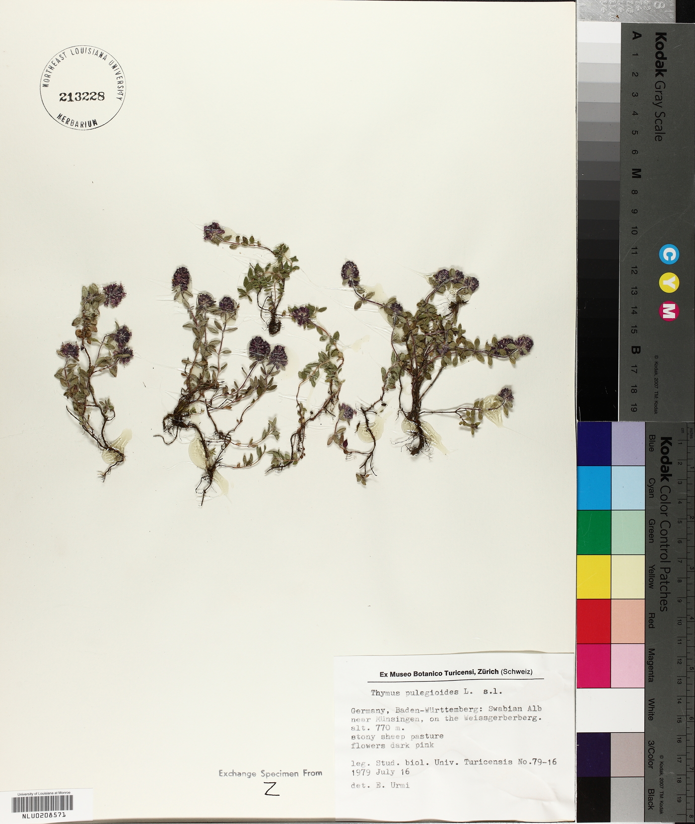 Thymus pulegioides image