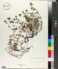 Thymus pulegioides image