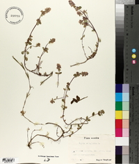 Thymus pulegioides image