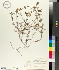 Thymus pulegioides subsp. pulegioides image