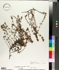 Thymus vulgaris image