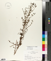 Trichostema dichotomum image