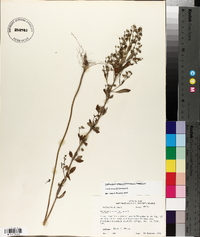 Trichostema dichotomum image