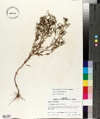 Trichostema setaceum image