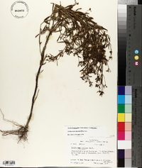 Trichostema setaceum image