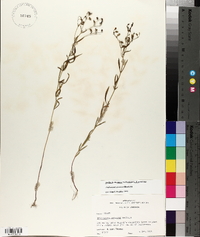 Trichostema setaceum image
