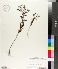 Trichostema dichotomum image