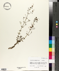 Trichostema arizonicum image