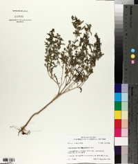 Trichostema coeruleum image