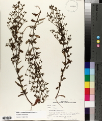 Trichostema dichotomum image