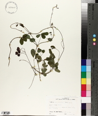 Akebia quinata image