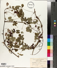 Akebia quinata image