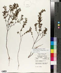 Trichostema coeruleum image
