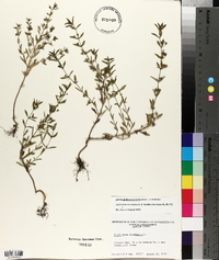 Trichostema coeruleum image