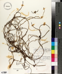 Cassytha pubescens image