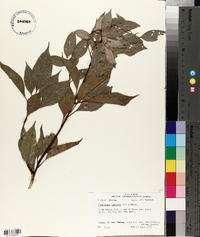 Cinnamomum camphora image