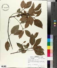 Cinnamomum camphora image