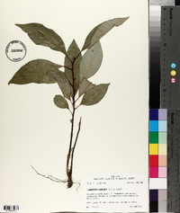 Cinnamomum camphora image