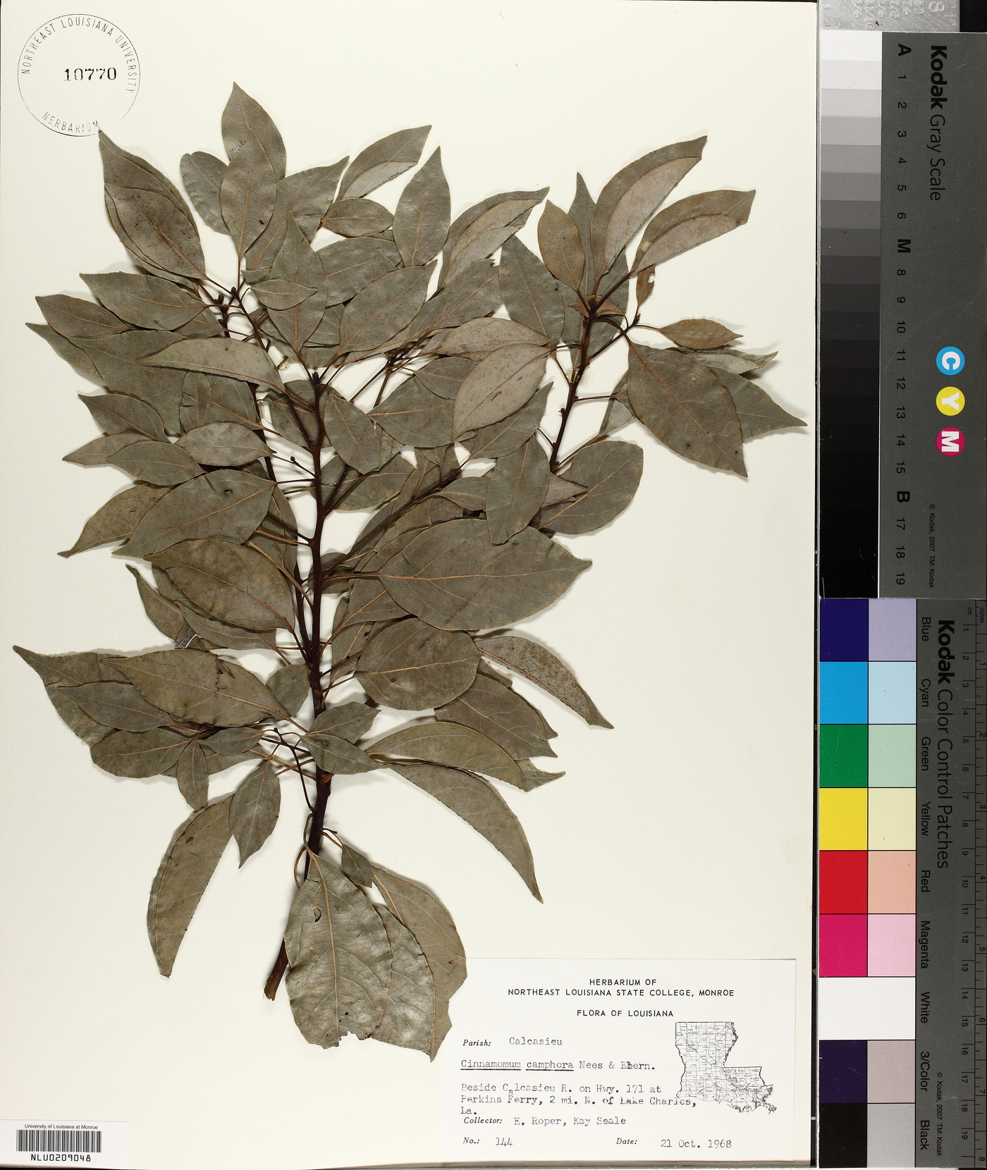 Cinnamomum camphora image