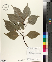 Cinnamomum camphora image