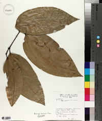 Image of Cinnamomum carolinense