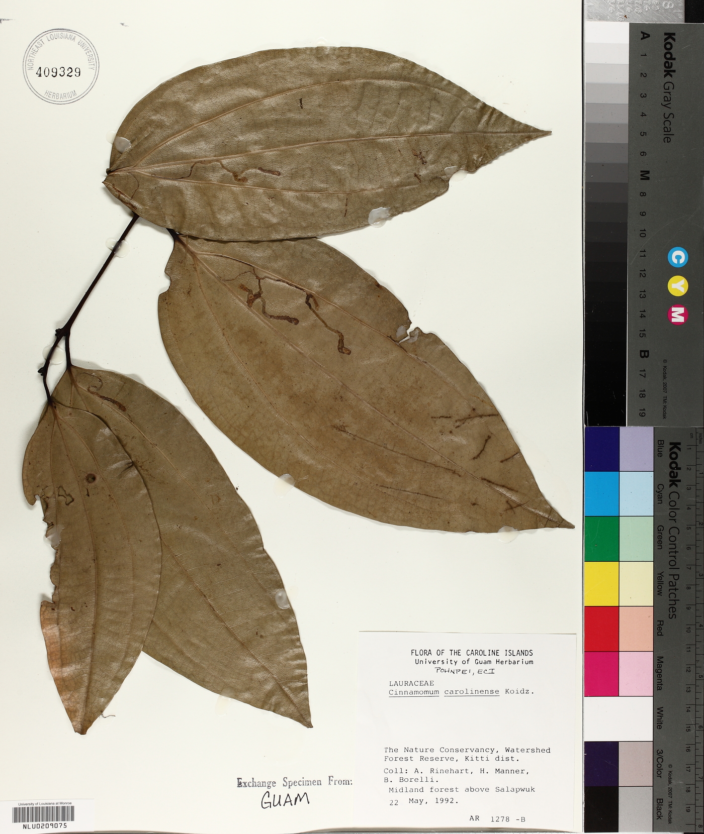 Cinnamomum carolinense image