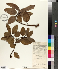 Cinnamomum mercadoi image