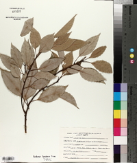 Cinnamomum camphora image