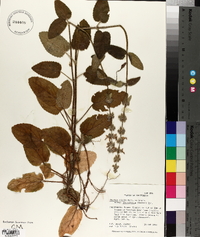 Stachys rigida subsp. quercetorum image