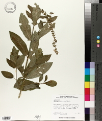 Stachys tenuifolia image