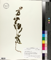 Stachys tenuifolia image