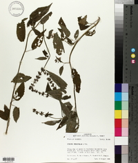 Stachys tenuifolia image