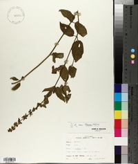 Stachys tenuifolia image