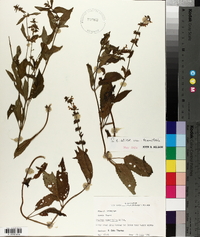 Stachys tenuifolia image