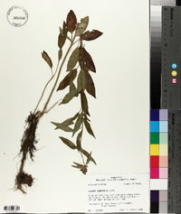 Stachys tenuifolia image