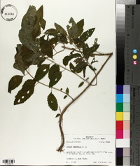 Stachys tenuifolia image