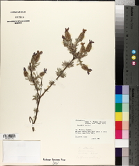 Lavandula stoechas image
