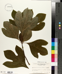 Sassafras albidum var. albidum image