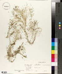 Lemna gibba image