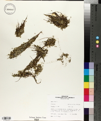 Lemna minor image