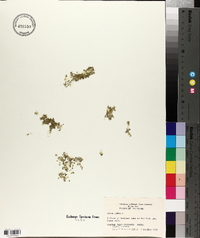 Lemna gibba image