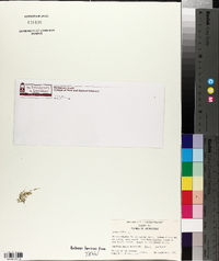 Lemna gibba image