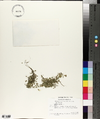 Lemna gibba image