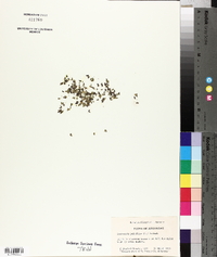Spirodela polyrhiza image